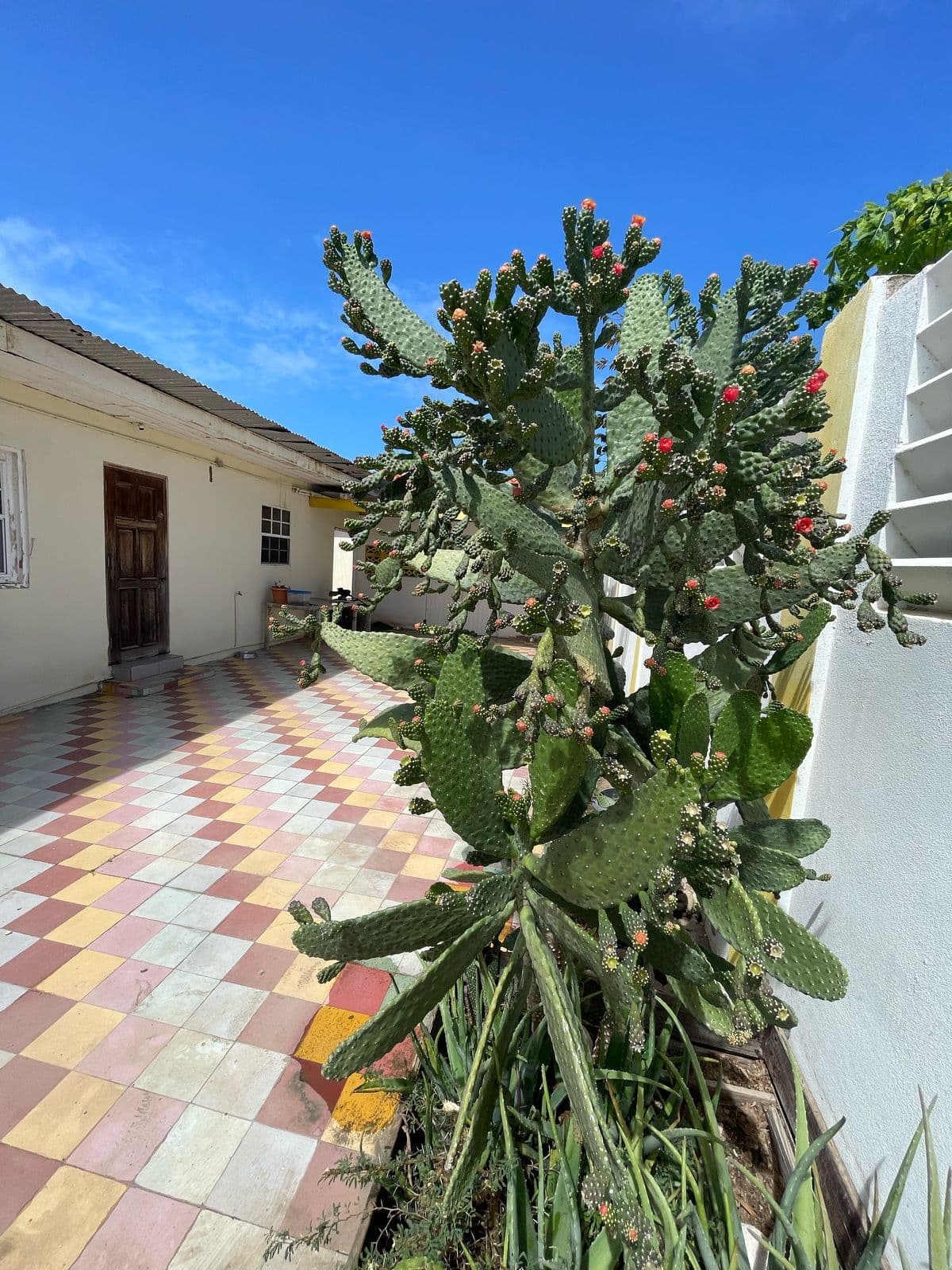 Charming House For Sale - Savaneta 334 photo 19
